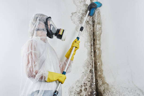 Best Black Mold Remediation in Cherry Valley, IL