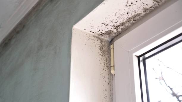 Best Mold Testing and Inspection Services in Cherry Valley, IL