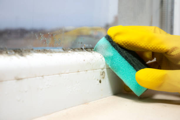 Best Preventive Mold Services in Cherry Valley, IL
