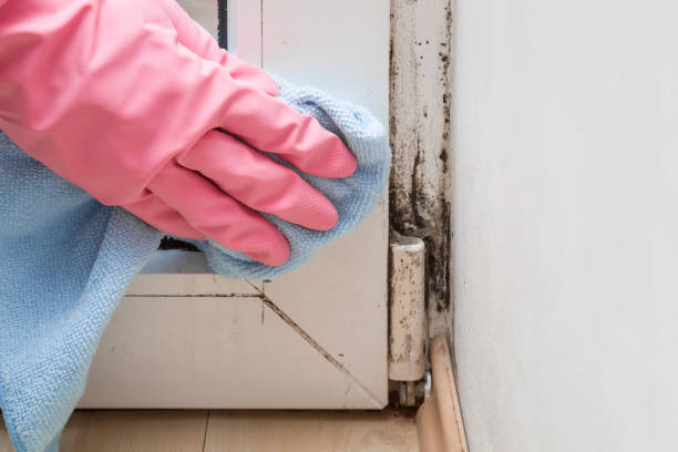 Best HVAC Mold Remediation in Cherry Valley, IL